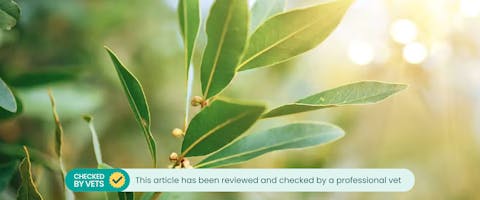 Is laurel best sale poisonous to dogs